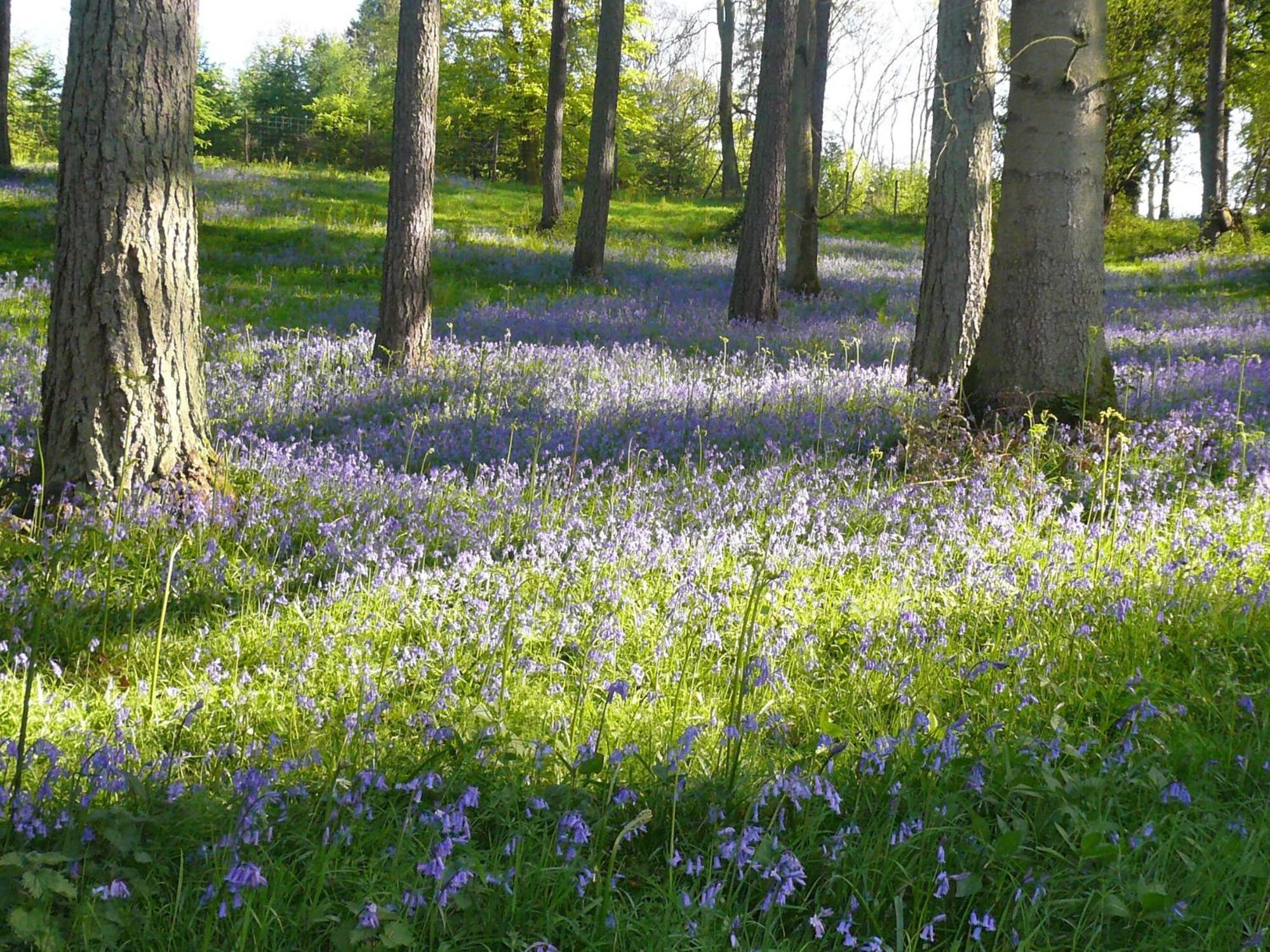 Ivy Cottage Chedworth ภายนอก รูปภาพ